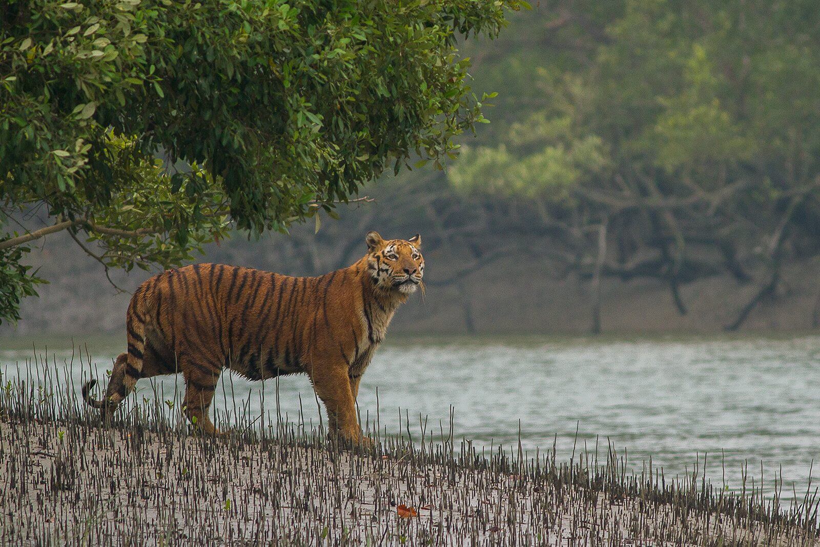 Top 5 budget destinations in Bangladesh - Sundarbans: The largest mangrove forest in the world