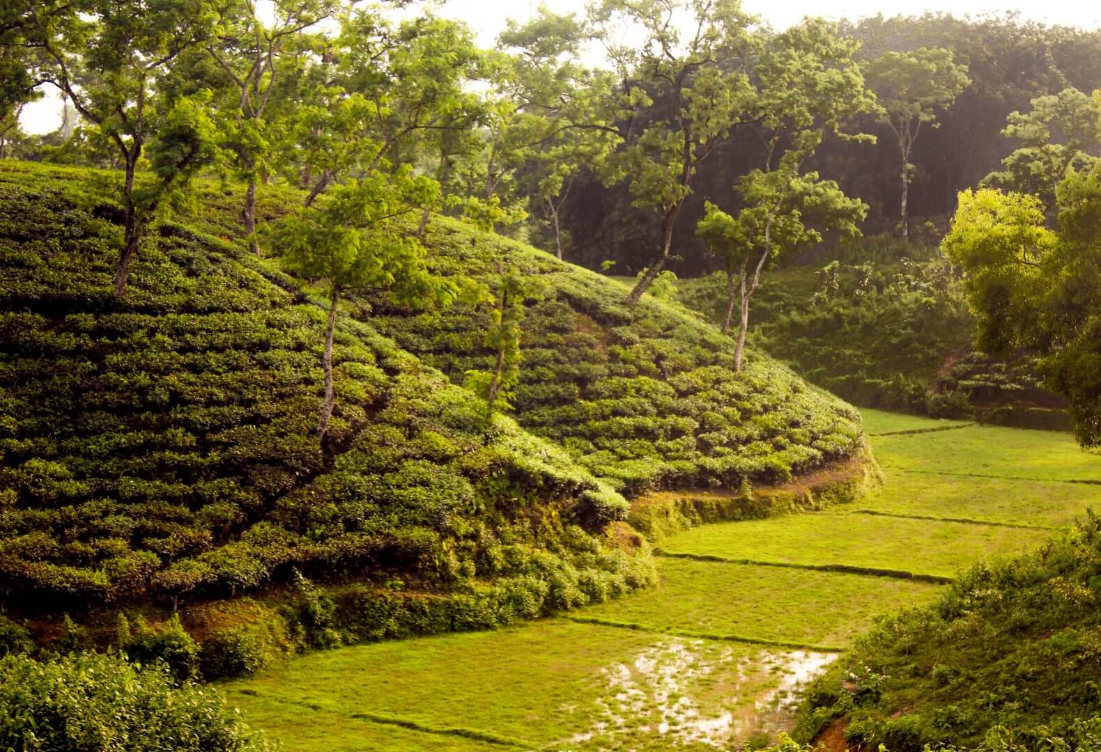 Sreemangal, Sylhet, tea plantations and Lawachara tour in Bangladesh